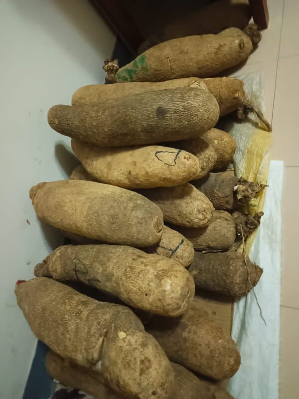 Benin Yam