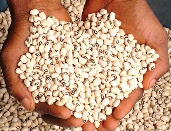 Beans - Image 3