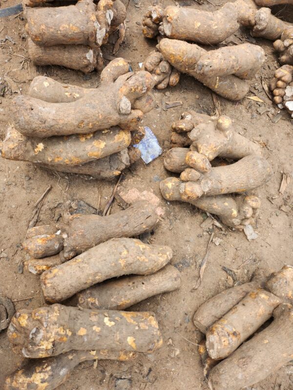 Benin Yam - Image 2